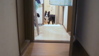 遠くから撮った犬の姿