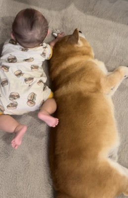 うつぶせの赤ちゃんと寝転がる柴犬2