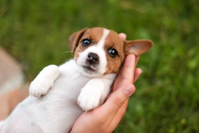 人の手の上で仰向けになる子犬