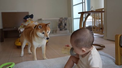 見つめあう犬と赤ちゃん