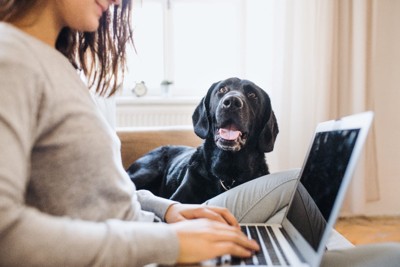 パソコンをしている女性と犬