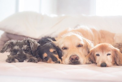 並んで寝る4匹の犬