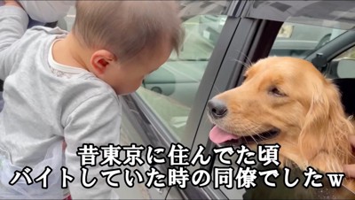 車の中から子どもを見る犬