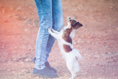 女性の足に前足をくっつける犬