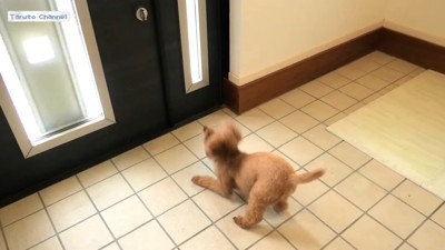 ドアの前でお尻だけ上げる犬