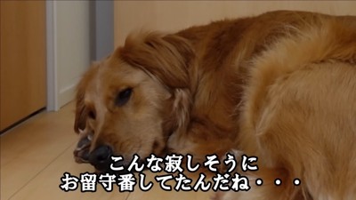 よもぎちゃんのお留守番6