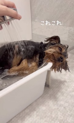 シャワーをかけられる犬2