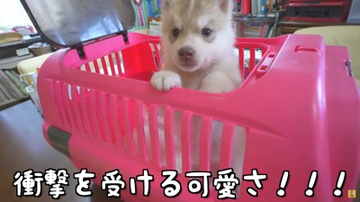 子犬は衝撃的な可愛さ…！