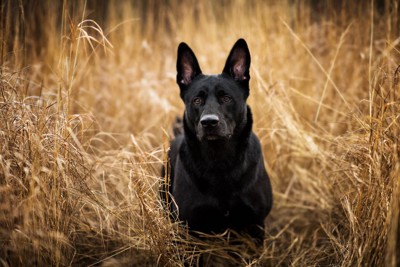 黒い雑種犬