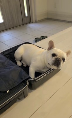 スーツケースに居続ける犬