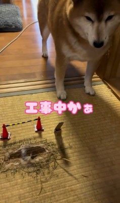 通りがかりのにこリンボちゃん