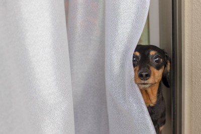 カーテンのすきまから見つめる犬