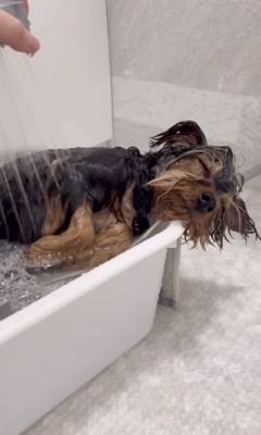 シャワーをかけられる犬1