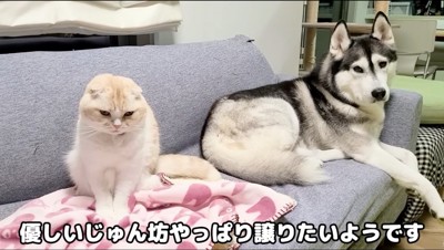 毛布の上に乗る猫と、側で寝そべるハスキー犬