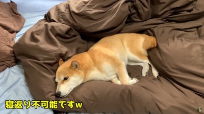 今夜はしっかり眠れたかな？