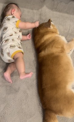 寝転がる赤ちゃんと柴犬2