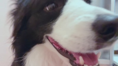 犬の顔のアップ