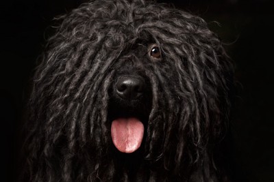 舌を出している黒い大型犬