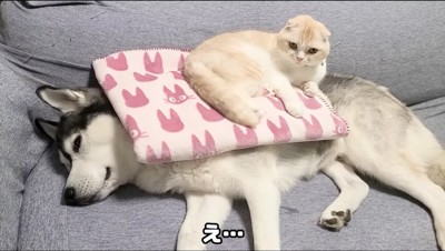 ハスキー犬に掛けられた毛布に倒れ込む猫