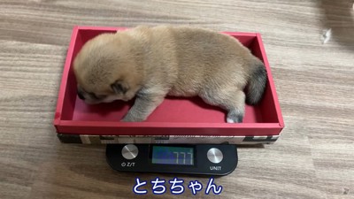 体重計に乗る薄茶色の子犬