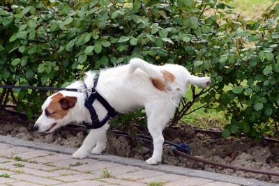 公園の木に排尿する犬