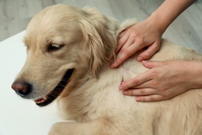 背中でノミを探される大型犬