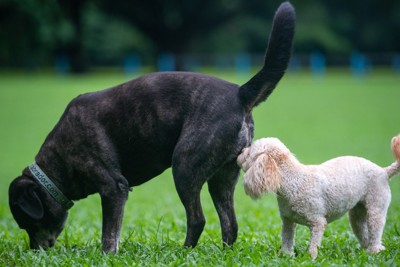 大きな黒犬のおしりをかぐ白い犬