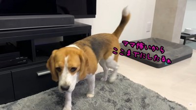 メイちゃんの嫌がらせ3