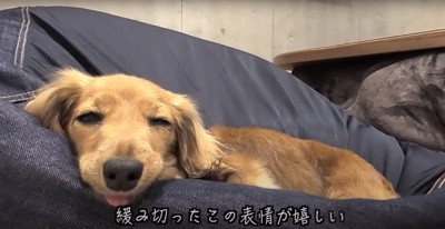 クッションの上で眠るミニダックス