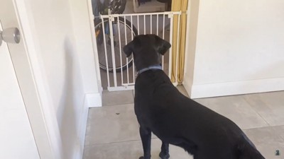 柵を見る犬