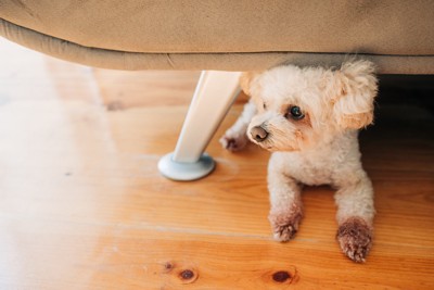 ソファの下に隠れる犬