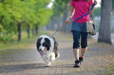 自然豊かな歩道を散歩する犬
