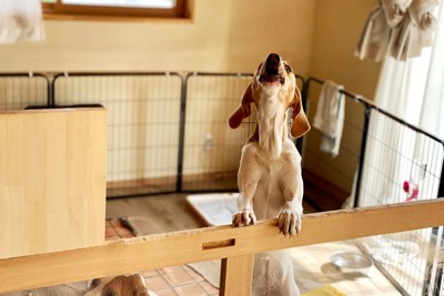 サークルの中の立ち上がって吠える犬