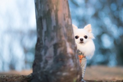 木の裏に隠れる犬