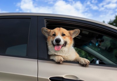 車窓から顔を出す犬