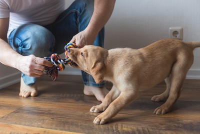 ロープおもちゃを持つ人と引っ張る犬