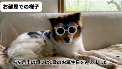 ユニークなメガネをかける犬