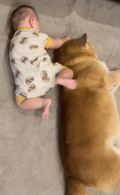 寝返りを打とうとする赤ちゃんと寝転がる柴犬2