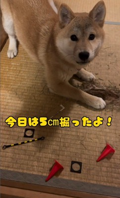 穴掘りを再開したぺこリンボちゃん4