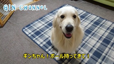 ボール遊びに乗り気じゃないギンちゃん