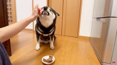 お肉が食べたい大河くん4