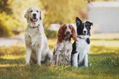 座っている3頭の犬