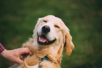 首元撫でられる笑顔の犬