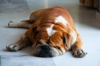 大理石の冷たい床に寝そべる犬
