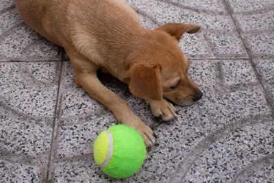 海辺とテニスボールを持つ女性と犬