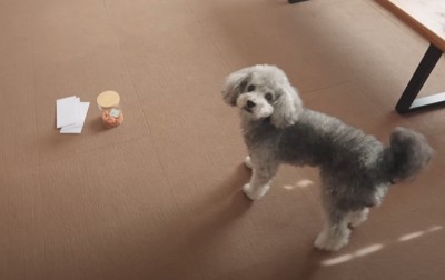 紙と瓶と犬