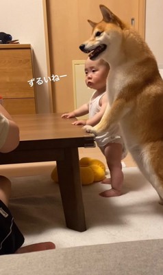 パパさんから目を離さない赤ちゃんと豆柴