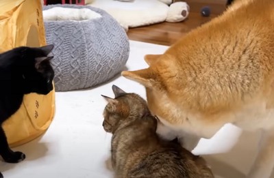 猫の背中を噛む犬