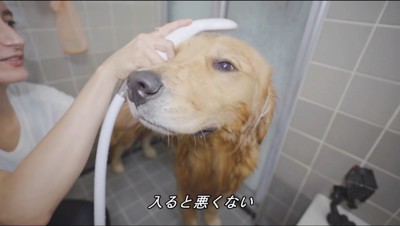 シャワーを欠けられて目を細める犬