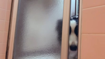 覗く犬